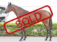 FASTNET ROCK/COCO SOVELDA FILLY